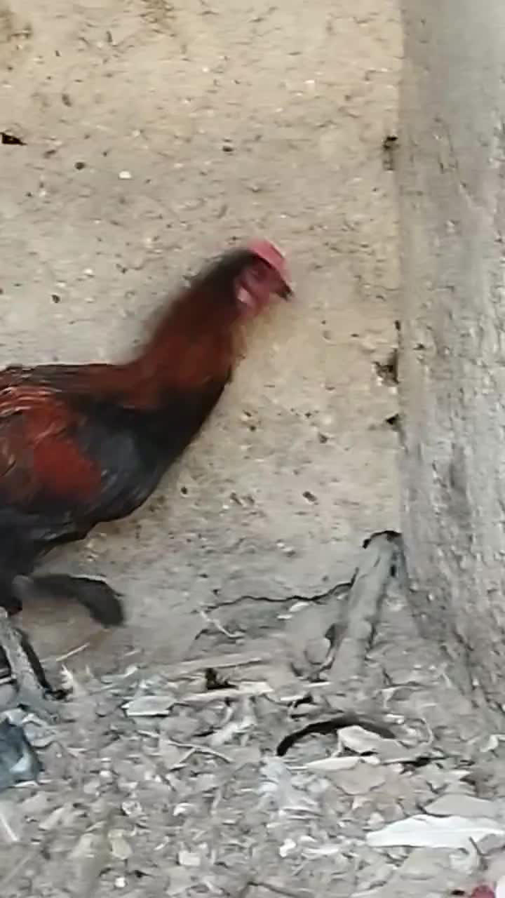 خروس محلی|حیوانات مزرعه|بندرعباس, |دیوار