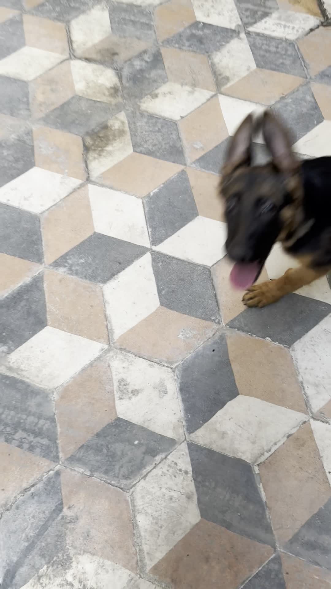 واگذاری توله ژرمن مو کوتاه|سگ|بوشهر, |دیوار