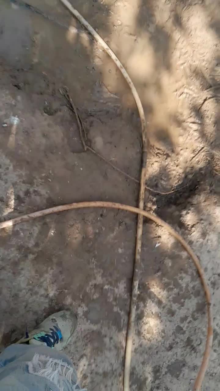 قوغاز|حیوانات مزرعه|پیشوا, |دیوار