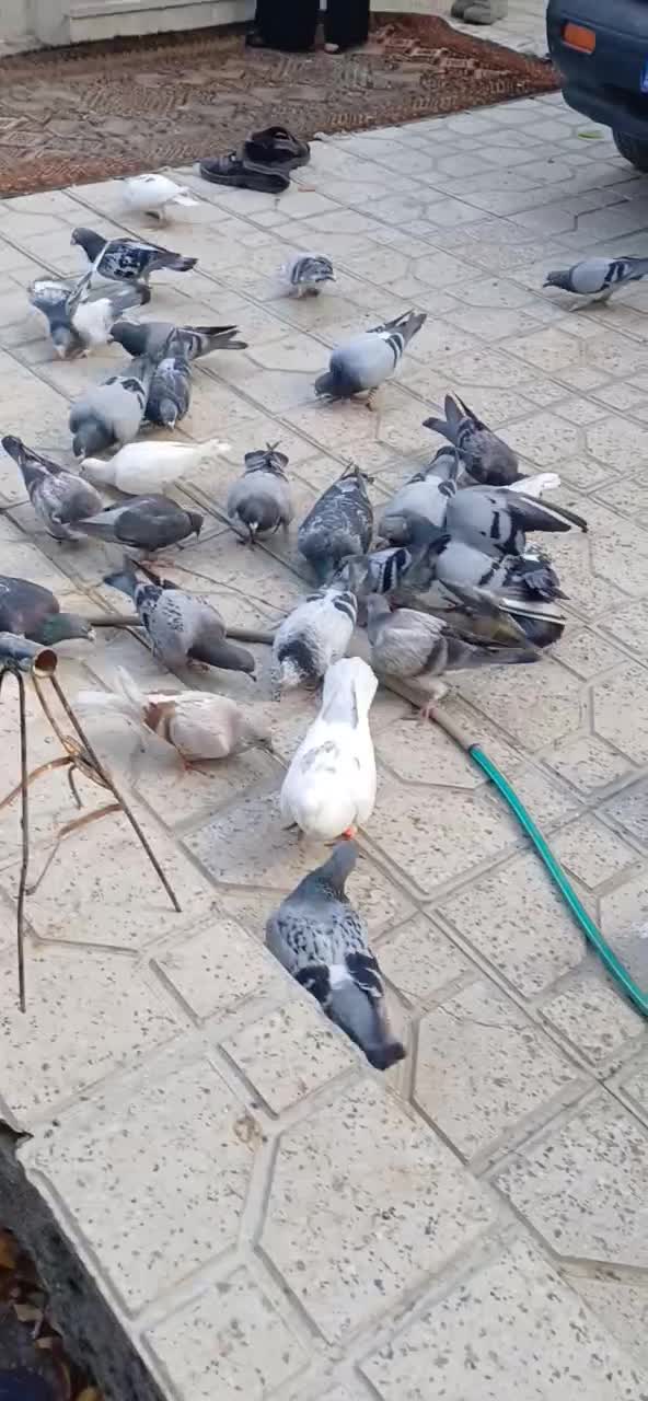 کفتر بوم|پرنده|مشهد, شهرک صنعتی مشهد|دیوار