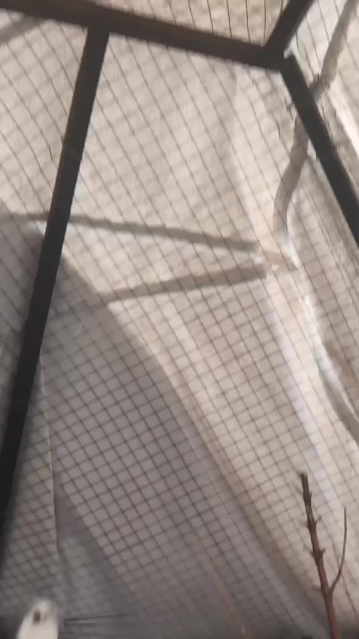 عروس هلندی نر|پرنده|دهدشت, |دیوار