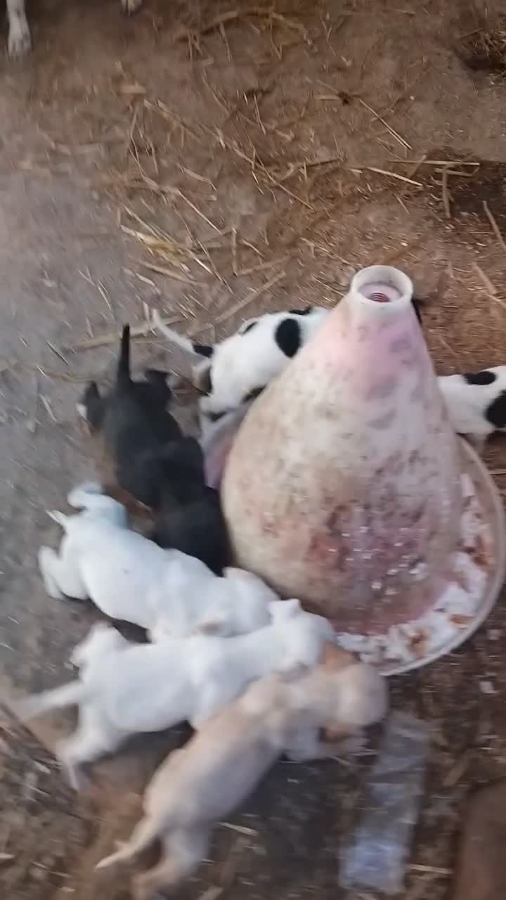 توله پویینتر انگلیس|سگ|مینودشت, |دیوار