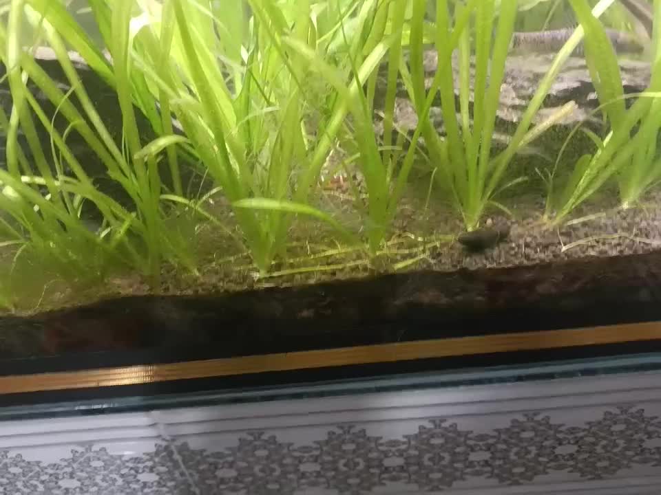 لوچ نواری|ماهی|کرمانشاه, |دیوار