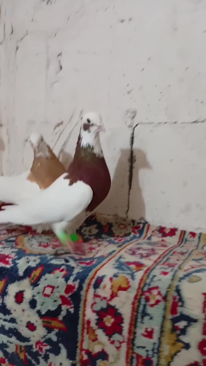 کبوتر|پرنده|مرودشت, ژیان|دیوار