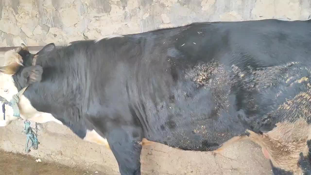 گوساله|حیوانات مزرعه|مسجد سلیمان, |دیوار