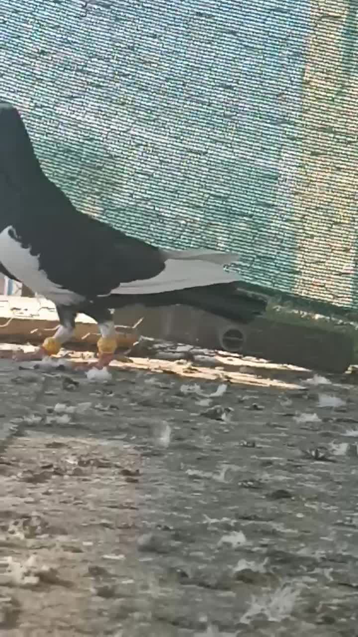 ابلق سیاه|پرنده|شیراز, شهرک فرزانگان|دیوار