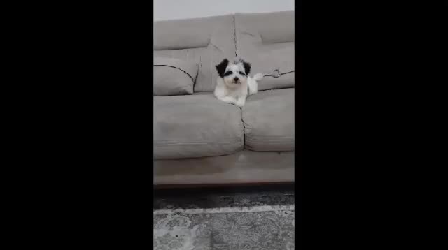 سگ آپارتمانی سایز ریز|سگ|سنگر, |دیوار