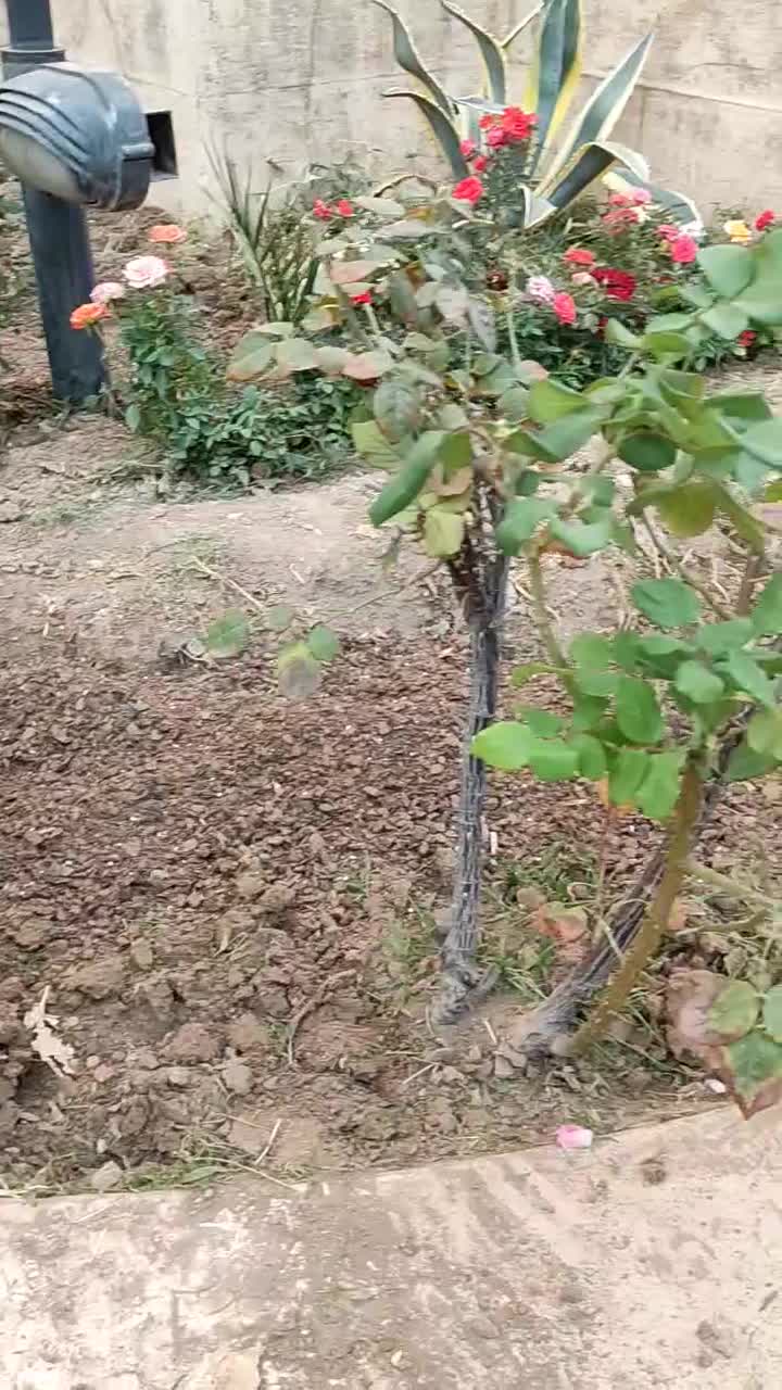 خدمات باغبانی سم پاشی سرتاسر تهران|خدمات باغبانی و درختکاری|تهران, گلستان (شهرک راه آهن)|دیوار