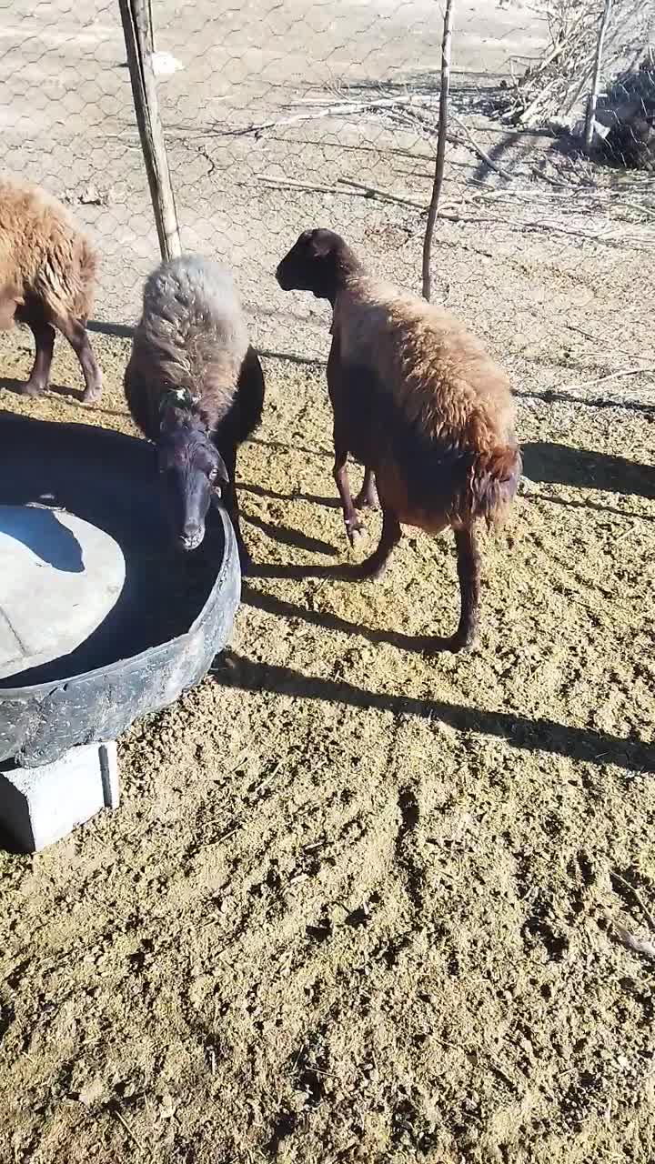 میش افشاری|حیوانات مزرعه|دزپارت, |دیوار