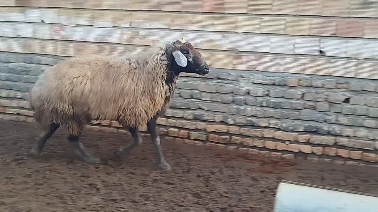 قوچ|حیوانات مزرعه|گمیشان, |دیوار