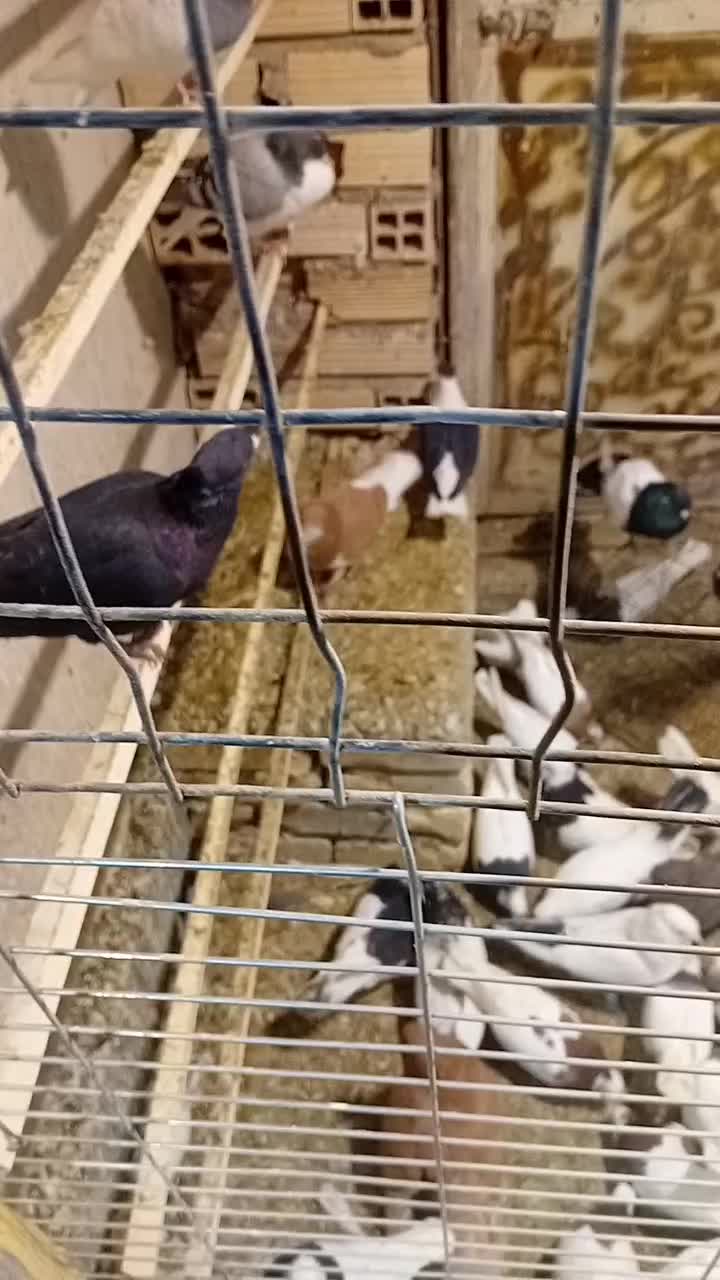 پرنده فروشی تک فنوش آباد|پرنده|ابهر, |دیوار