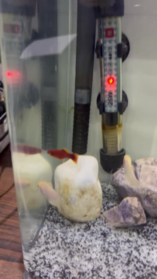 گورامی،گوپی،پلاتی|ماهی|مشهد, الهیه|دیوار