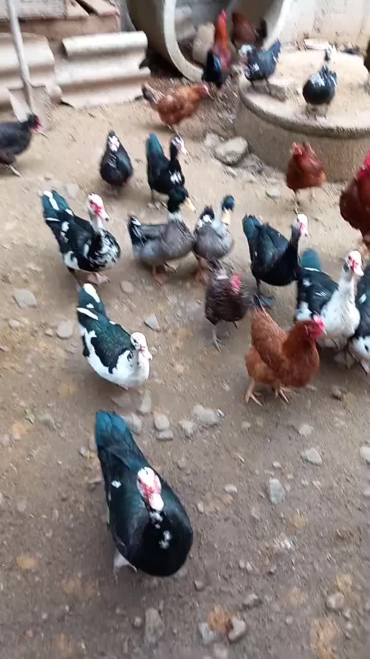 ادرک ژاپنی ، تالشی و دورگه|حیوانات مزرعه|تالش, هشتپر|دیوار