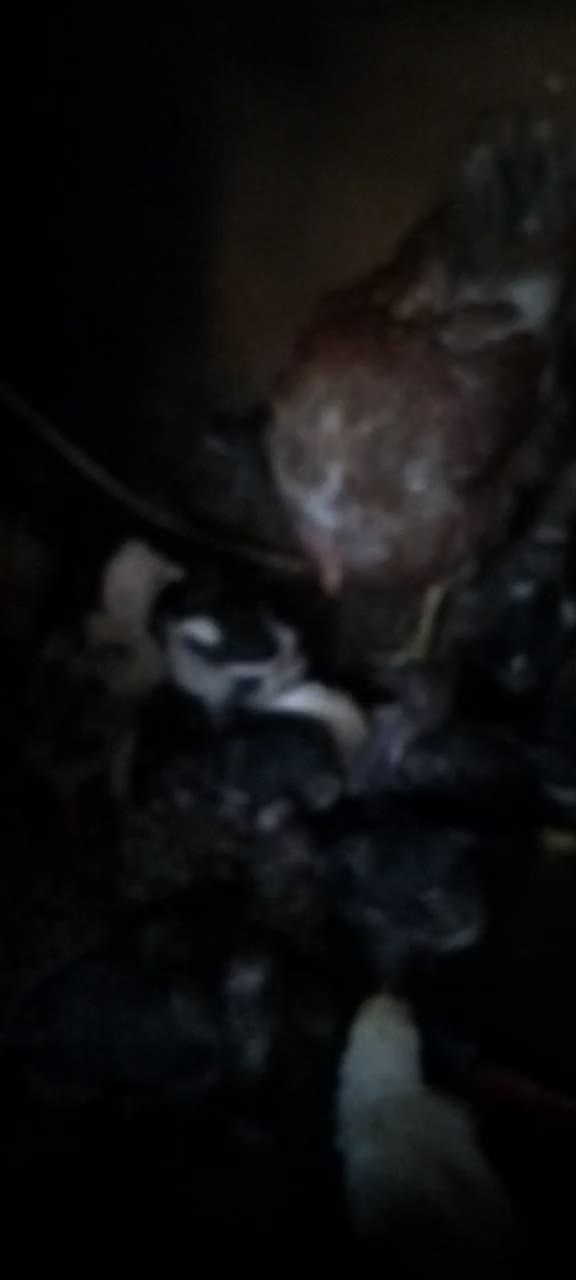 تخم مرغ نطفه دارسلطان|حیوانات مزرعه|فلاورجان, |دیوار