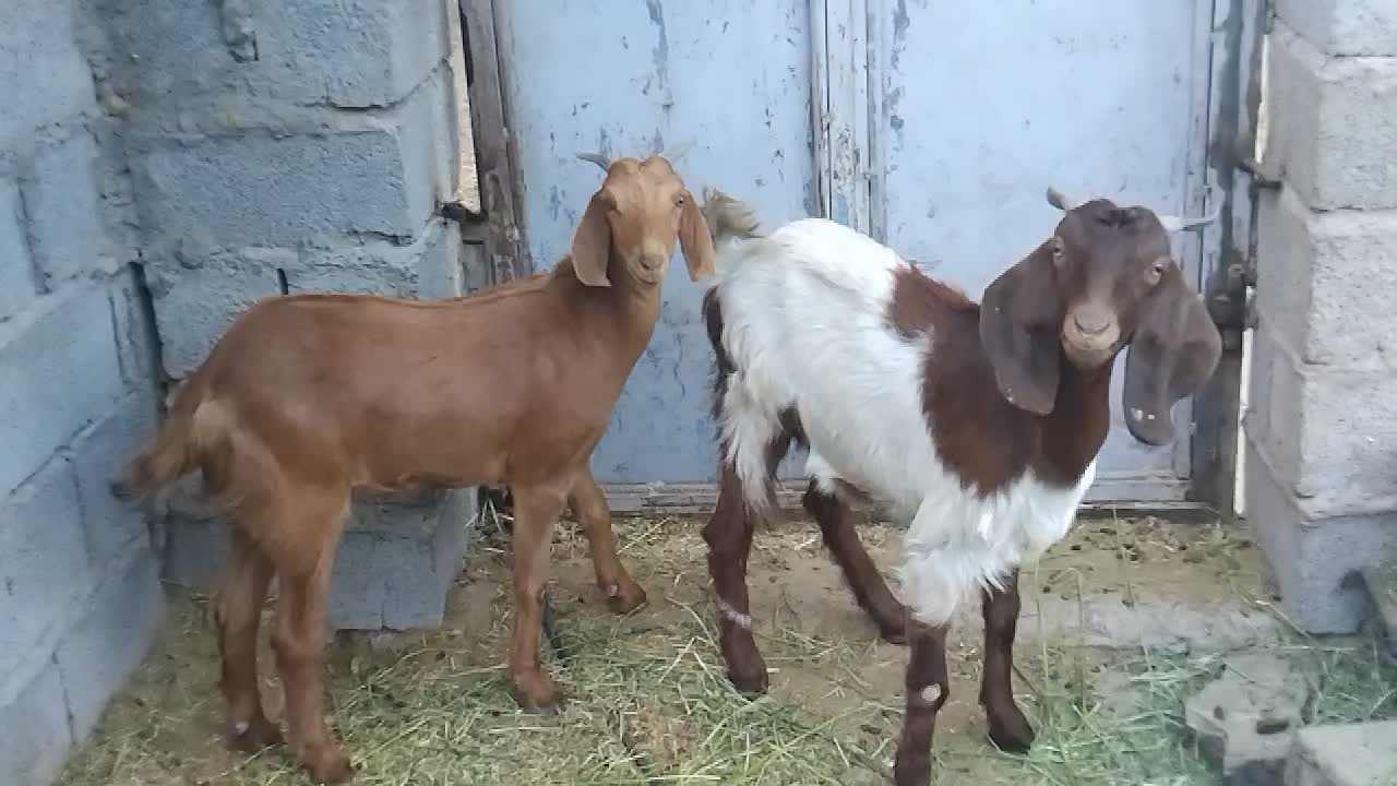 تعدادی گوسفند چاق چاق|حیوانات مزرعه|جیرفت, |دیوار