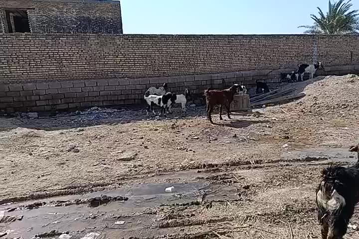 یک گله بز نجدی|حیوانات مزرعه|اهواز, غیزانیه|دیوار