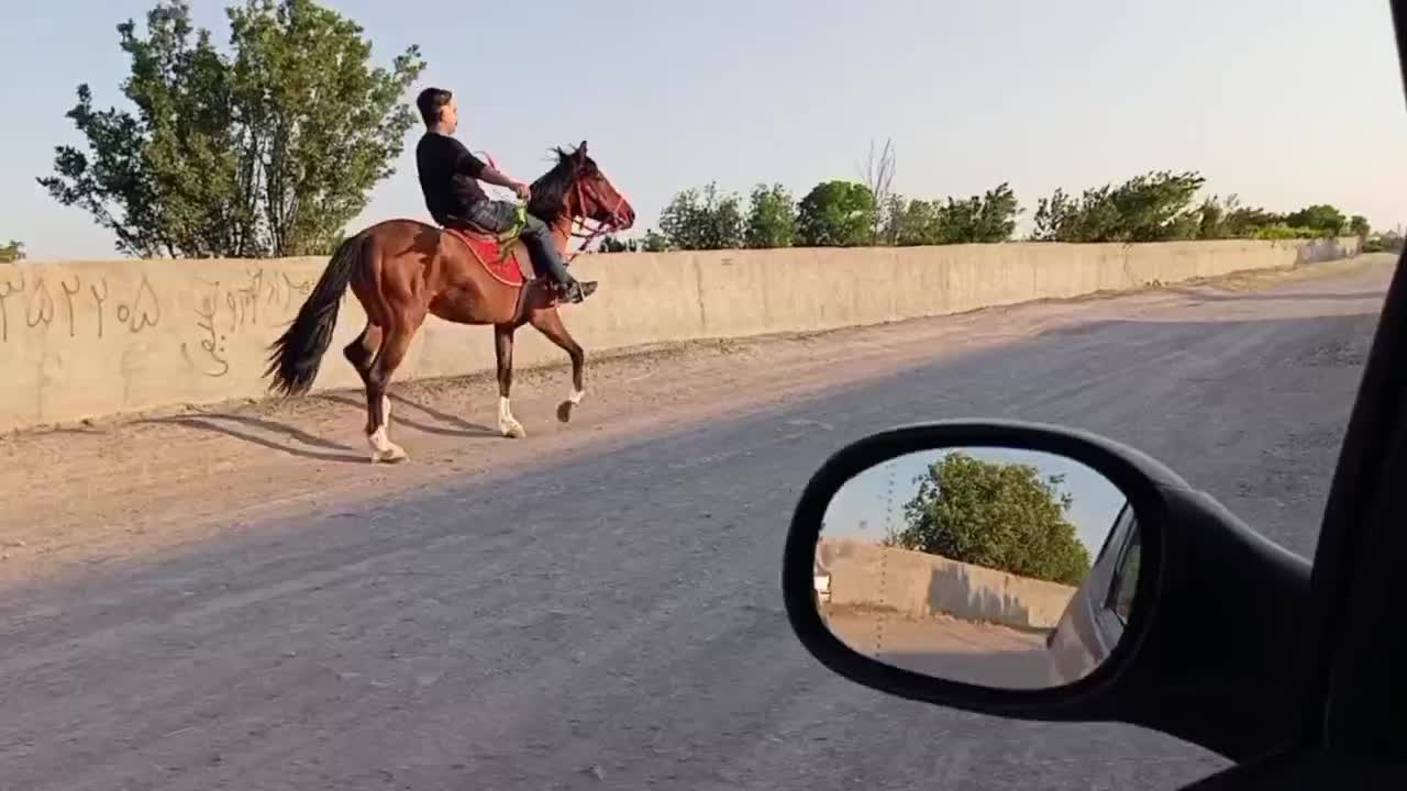 اسب|اسب و تجهیزات اسب‌سواری|بناب, |دیوار