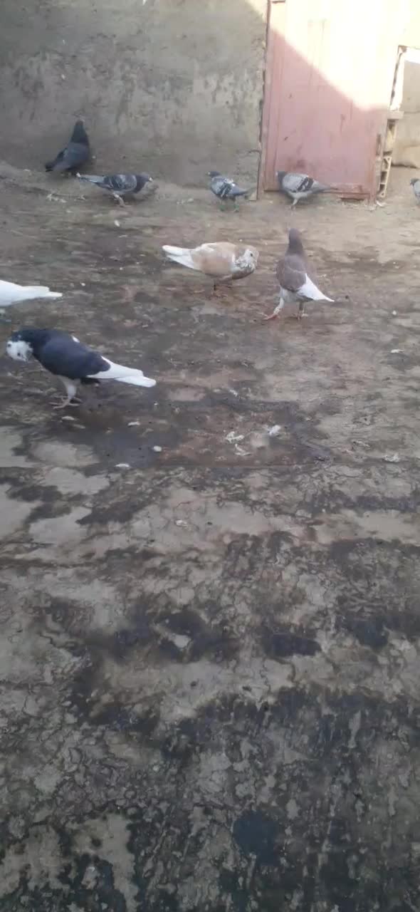 ساده زرد پرشی نر|پرنده|مشهد, موعود|دیوار