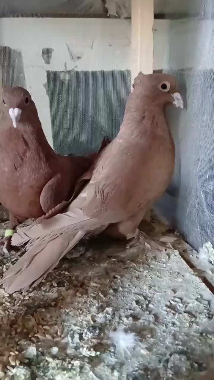 فروشی|پرنده|رشتخوار, |دیوار