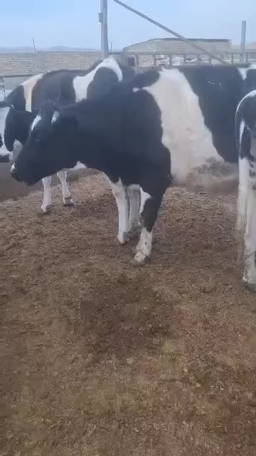 گاوهای جوان|حیوانات مزرعه|تاکستان, |دیوار