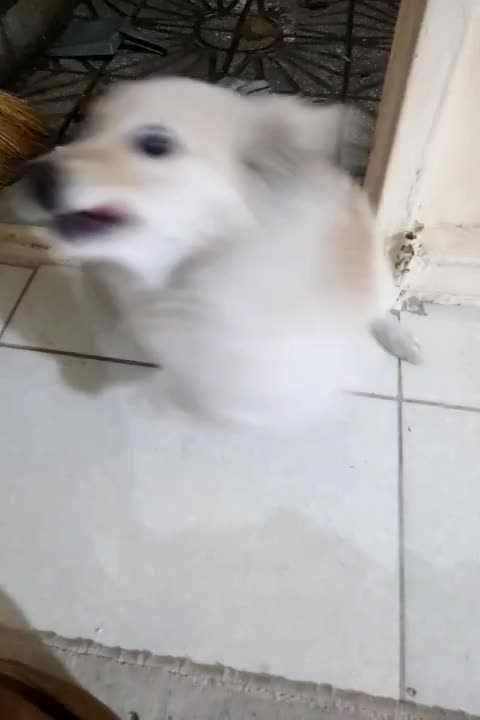 سگ نازار|سگ|کرمانشاه, |دیوار