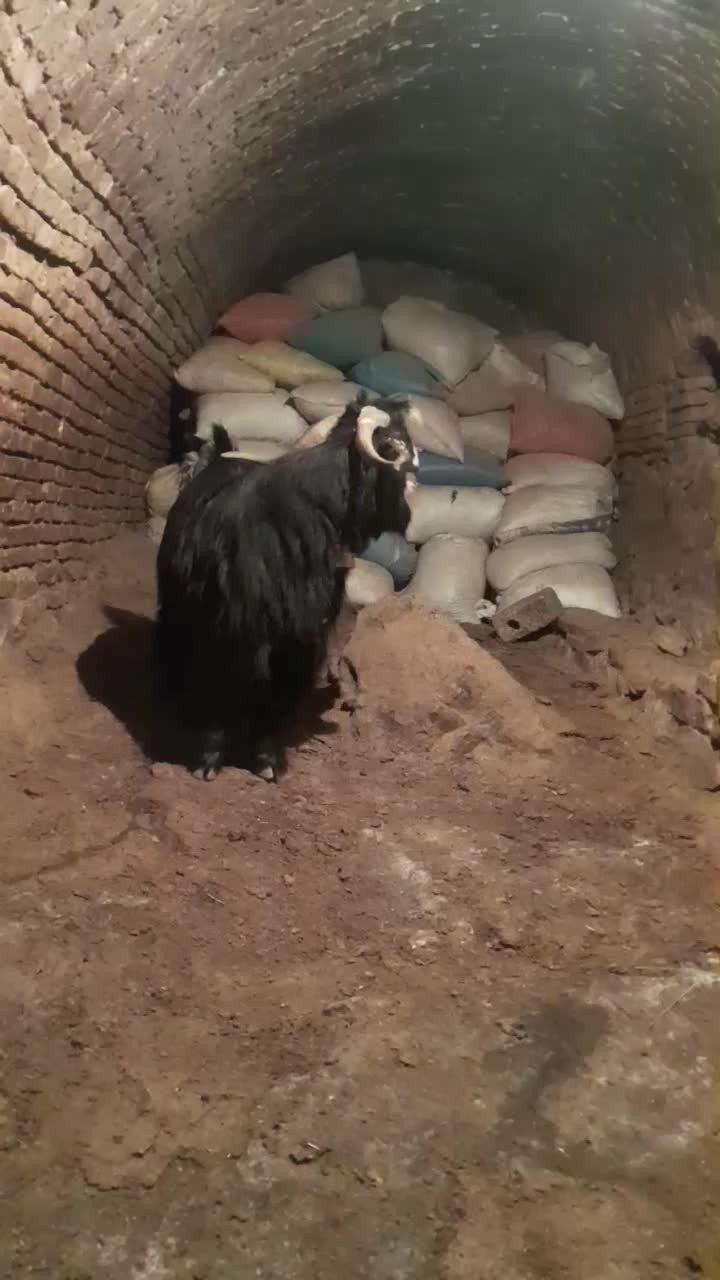 بزغاله دوبری|حیوانات مزرعه|فریدونشهر, |دیوار