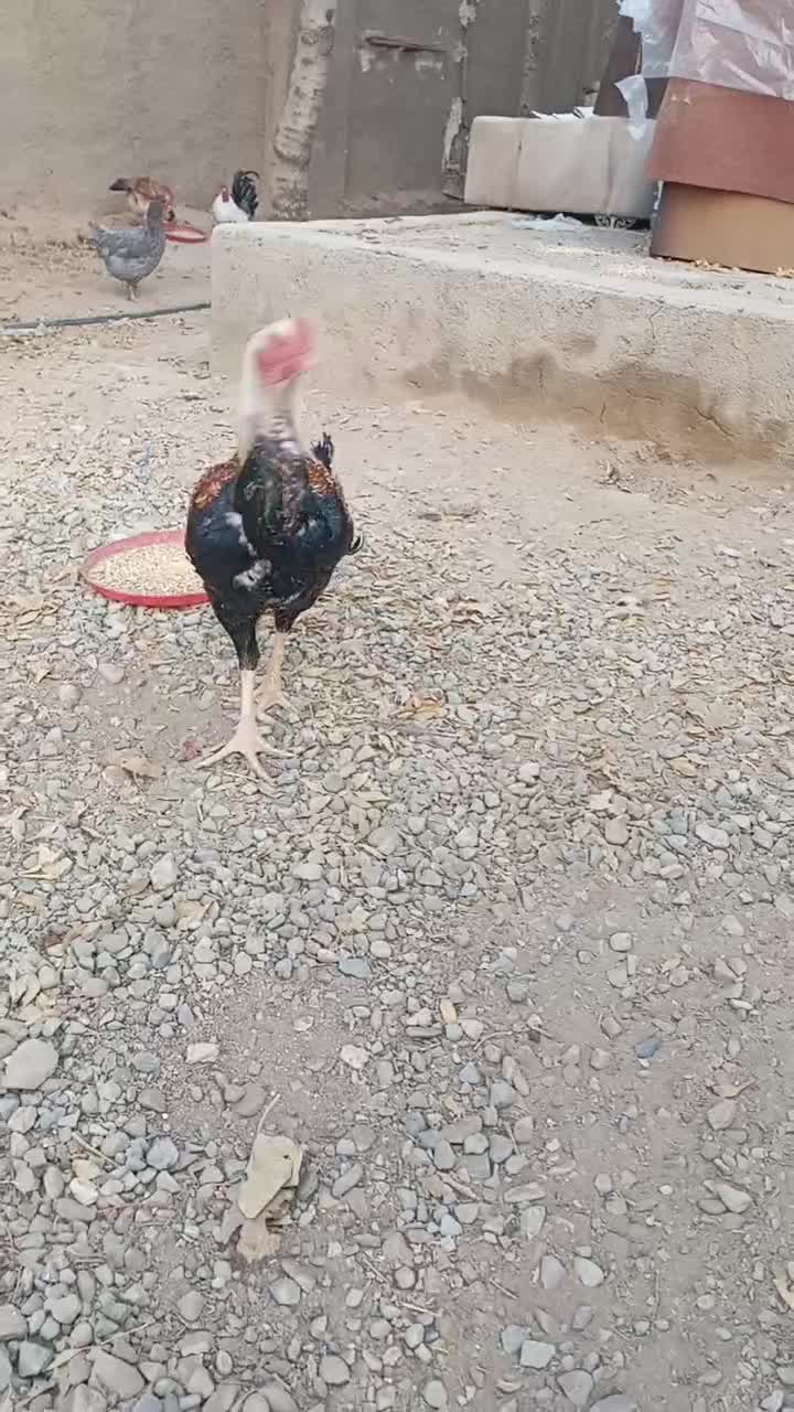 خروس و مرغ لاری|حیوانات مزرعه|پیشوا, |دیوار