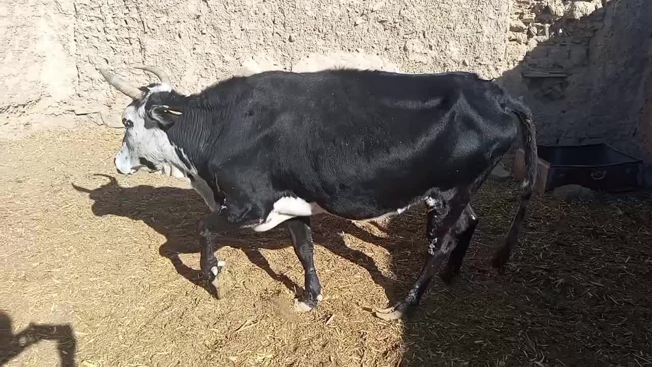 دو عدد گاو دورگ نر ماده|حیوانات مزرعه|مهرستان, |دیوار