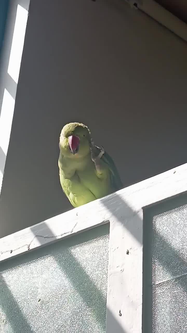 ملنگو|پرنده|گلپایگان, |دیوار