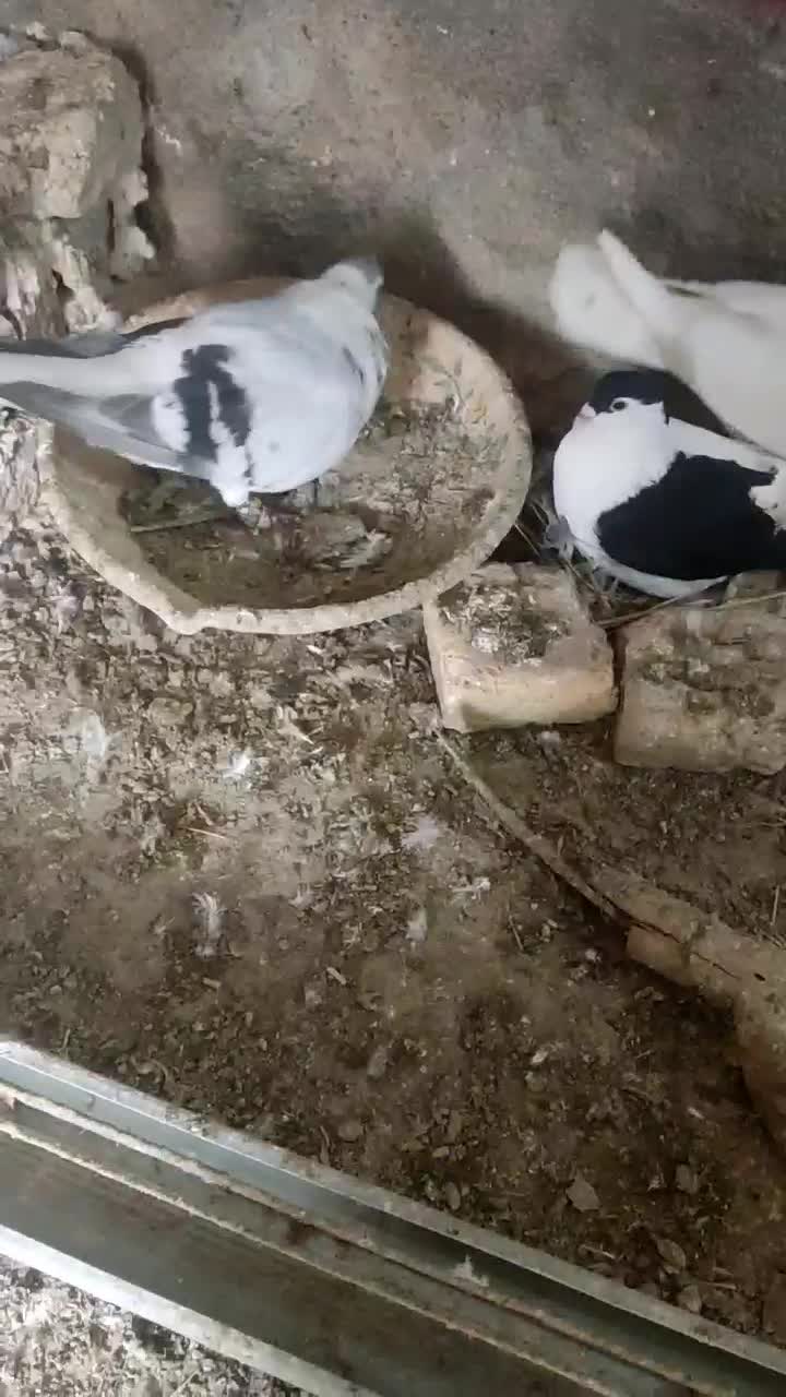 سلام جفت قره  سوری|پرنده|تهران, سید خندان (جلفا)|دیوار