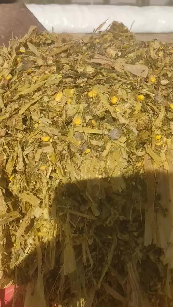 فروش ذرت علوفه فله و بسته بندی|عمده‌فروشی|فاریاب, |دیوار