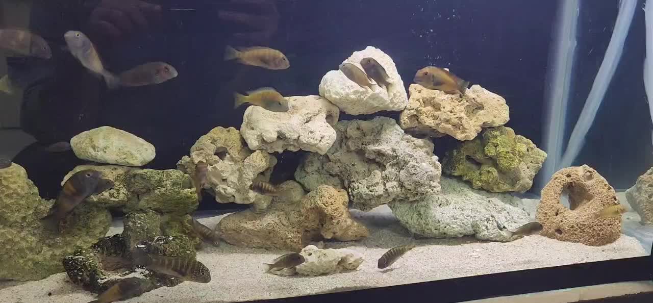 ماهی تروفئوس|ماهی|مشهد, میعاد (شهرک غرب)|دیوار