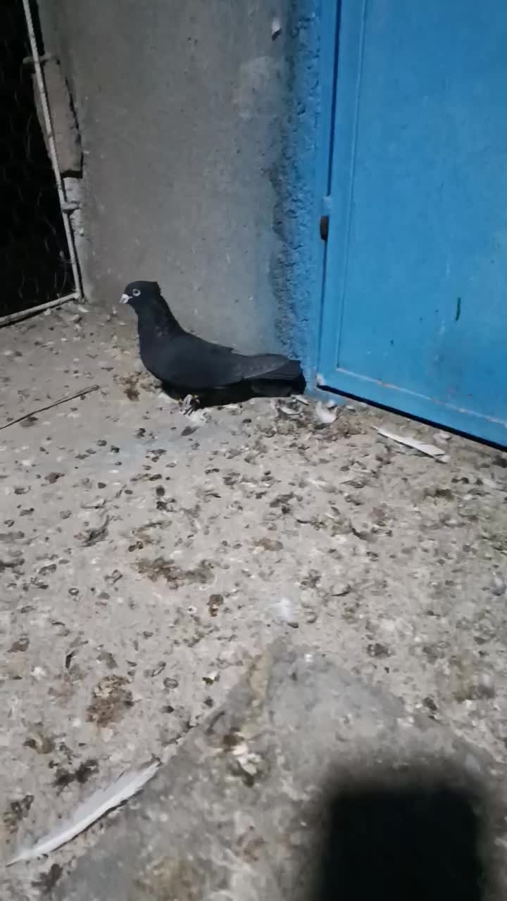 کفتر کلاغ بهبهانی پامیلی|پرنده|داراب, |دیوار