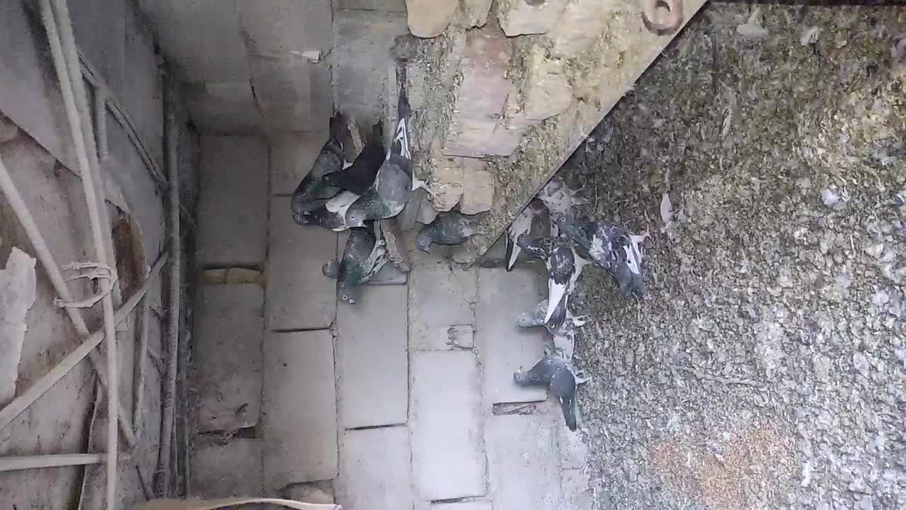 چند جفت کفتر پاکستانی به فروش میرسیم|پرنده|خاش, |دیوار