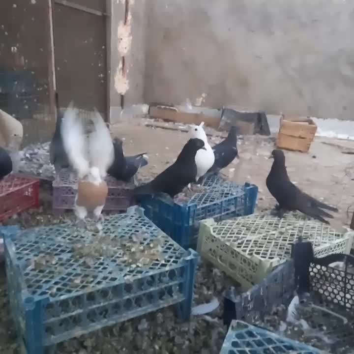 کبوتر|پرنده|زارچ, |دیوار