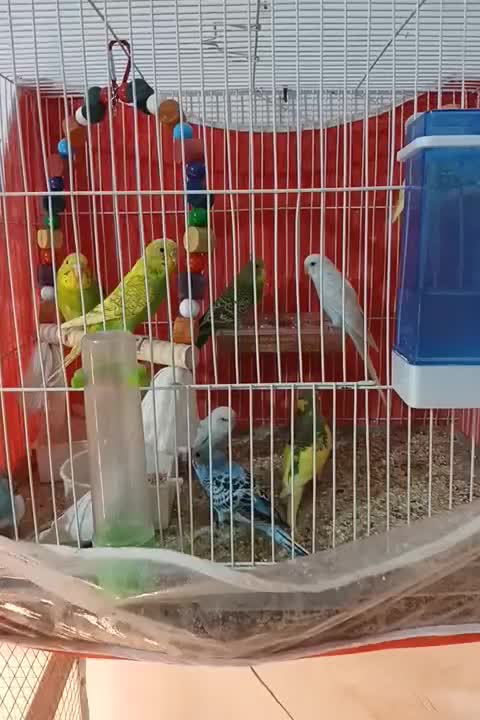 مرغ عشق فنچ قناری پرنده|پرنده|خواف, |دیوار