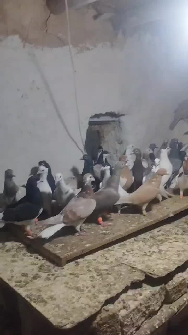 ۴۰تا کفتر پرشی زدوخوردی|پرنده|آبگرم, |دیوار