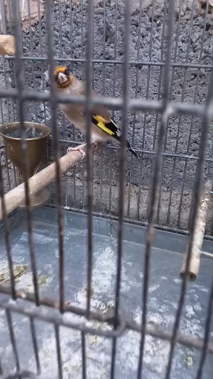 سهره نشون دار|پرنده|تهران, بیسیم|دیوار