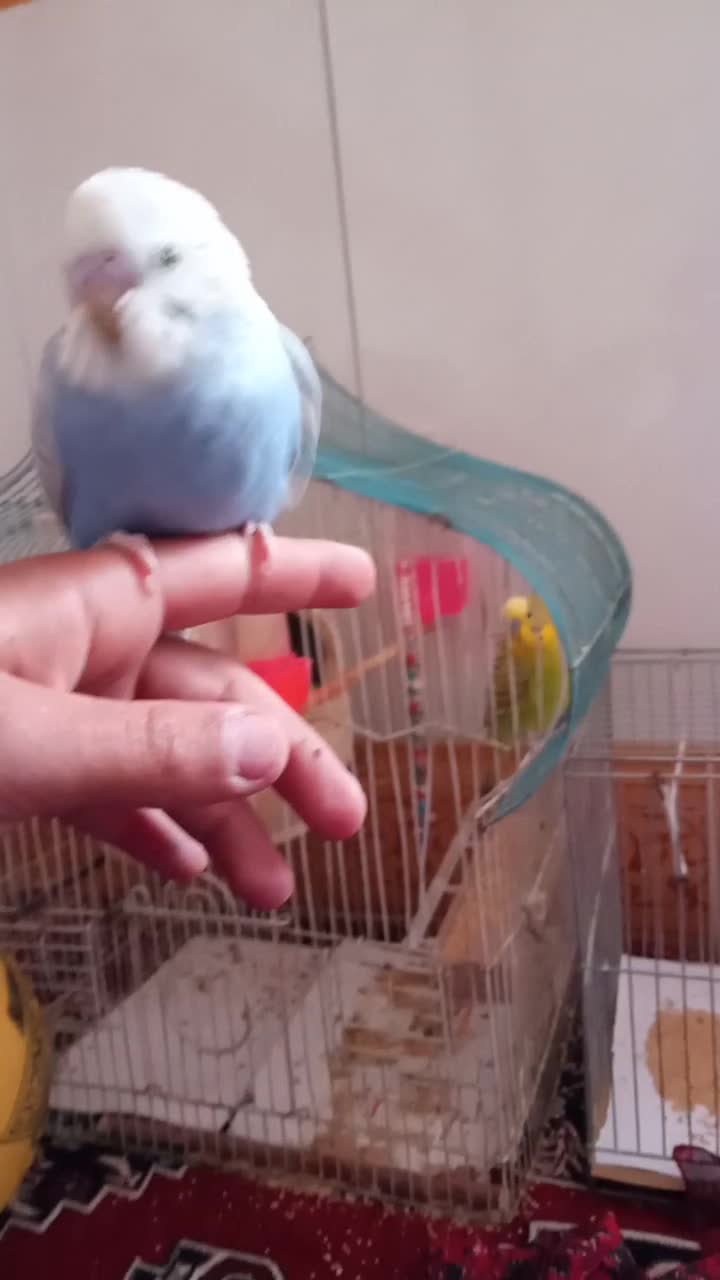 مرغ عشق|پرنده|مود, |دیوار