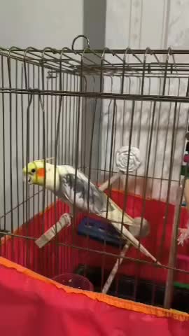 عروس هلندی|پرنده|خنداب, |دیوار