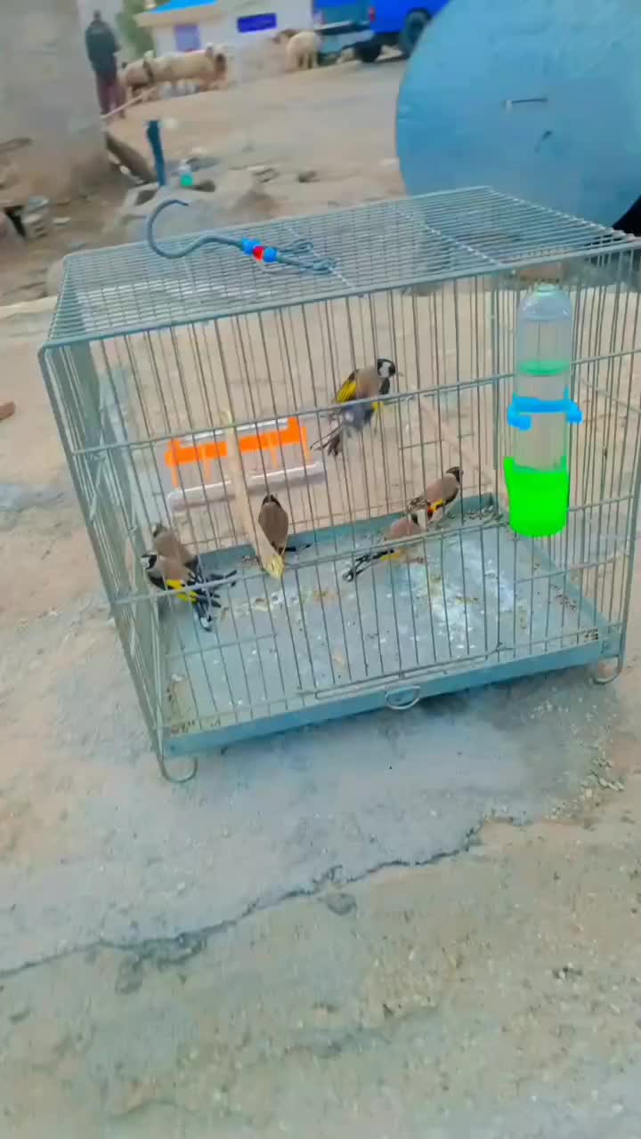 سهره|پرنده|سرپل ذهاب, |دیوار