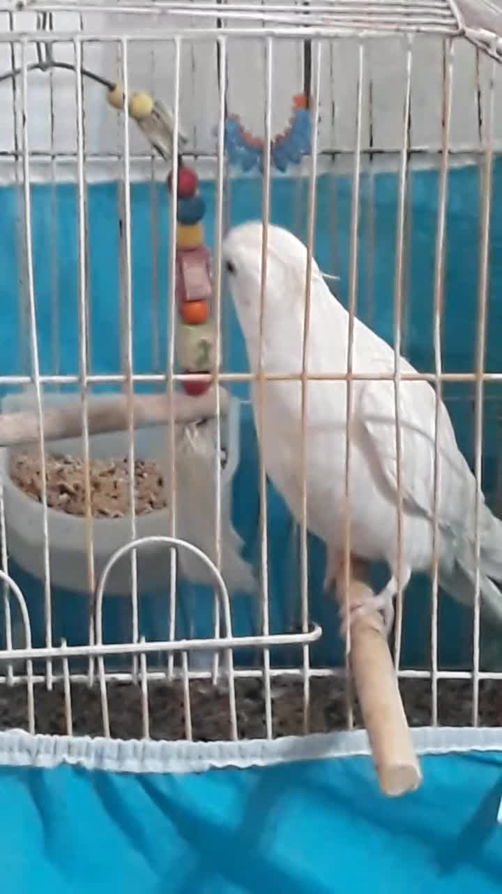 طوطی البینو تمام سفید|پرنده|رشت, آب آسیاب|دیوار