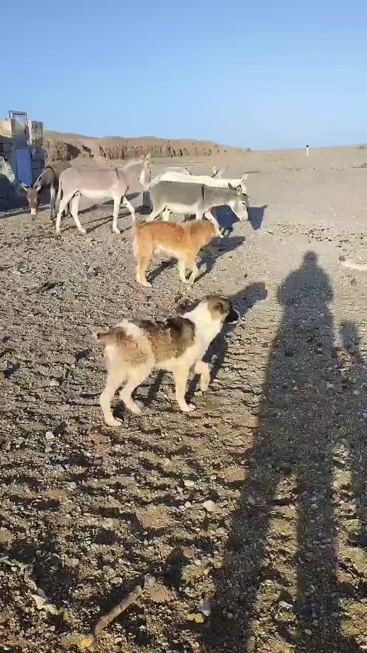 الاغ نر و ماده|حیوانات مزرعه|شاهرود, |دیوار