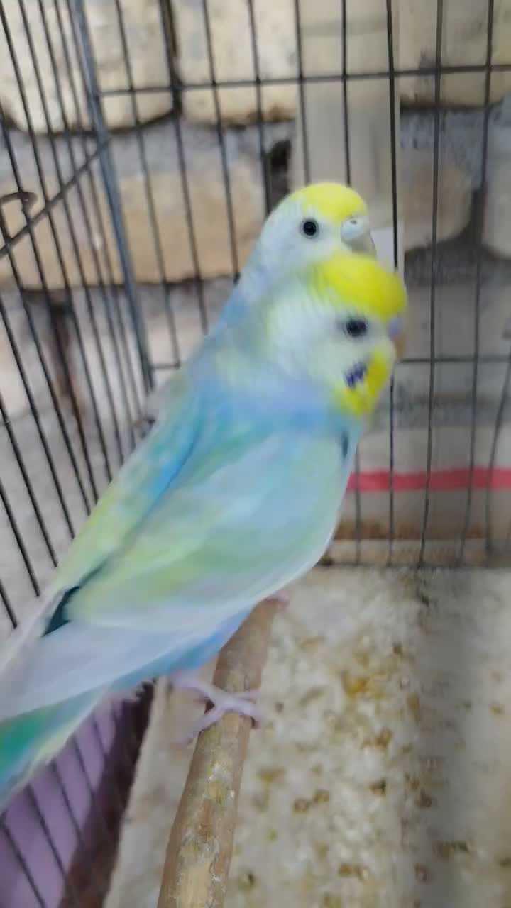 مرغ عشق رینبو و پروانه ای|پرنده|دوگنبدان, |دیوار