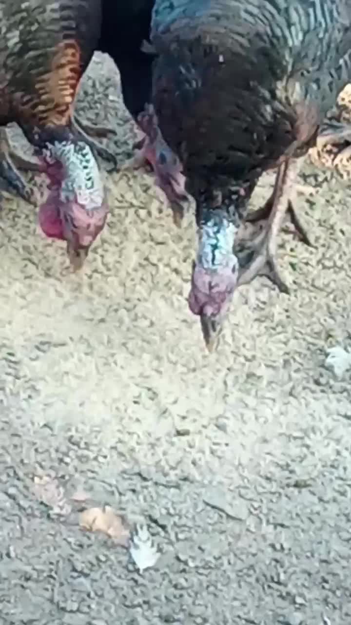 غاز و بوقلمون|حیوانات مزرعه|رضوانشهر, |دیوار