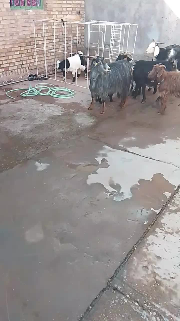 بزو‌بیگ|حیوانات مزرعه|دزفول, |دیوار