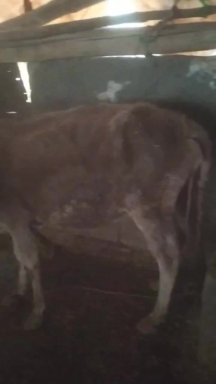 گاو وگوسال|حیوانات مزرعه|چگنی, |دیوار