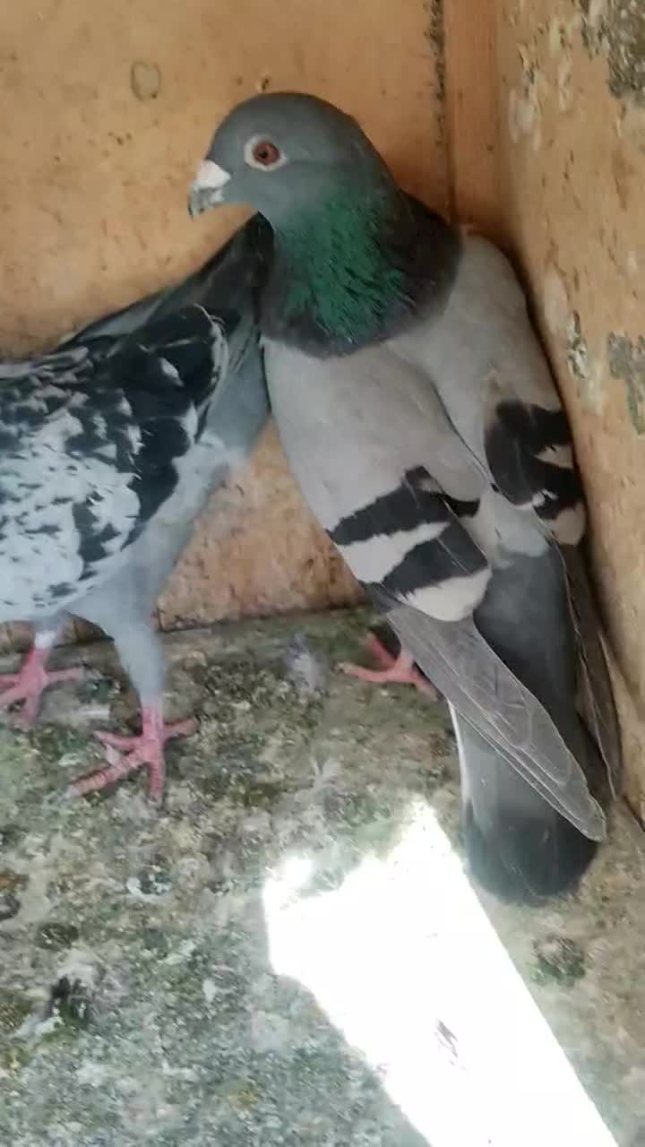 کفتر پلاکی|پرنده|تهران, یافتآباد|دیوار