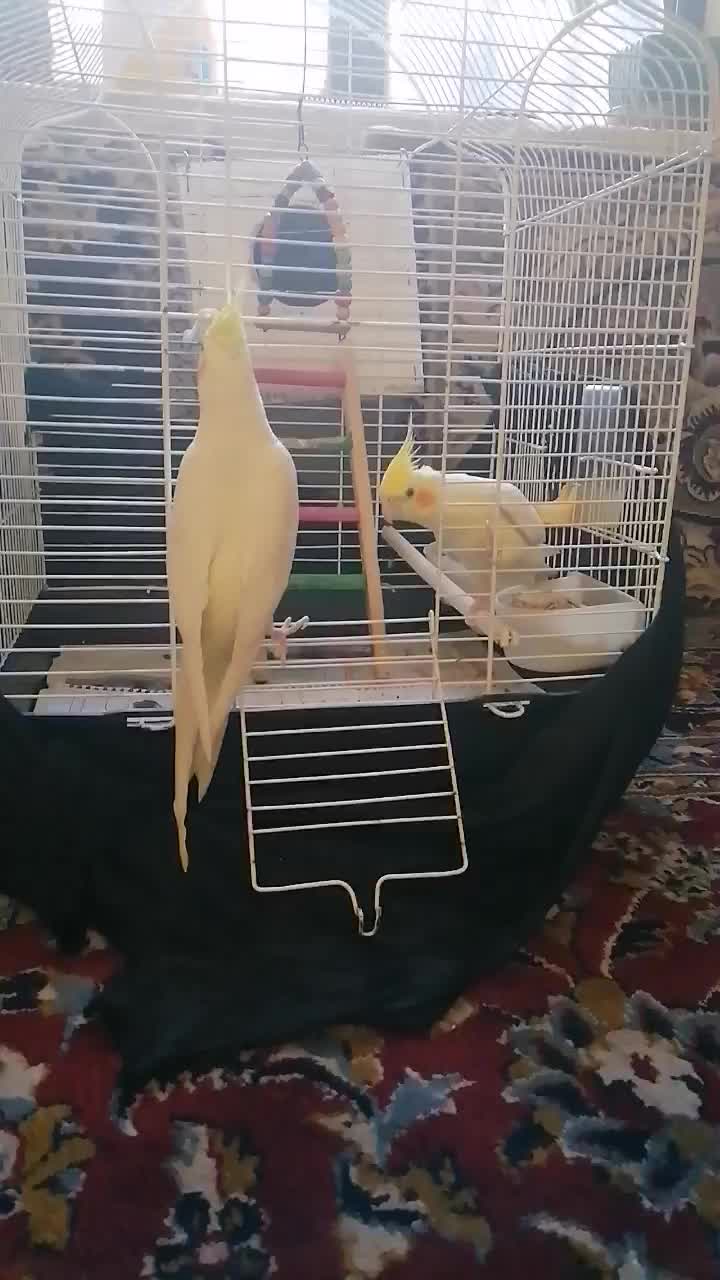 عروس هلندی|پرنده|کرمانشاه, |دیوار