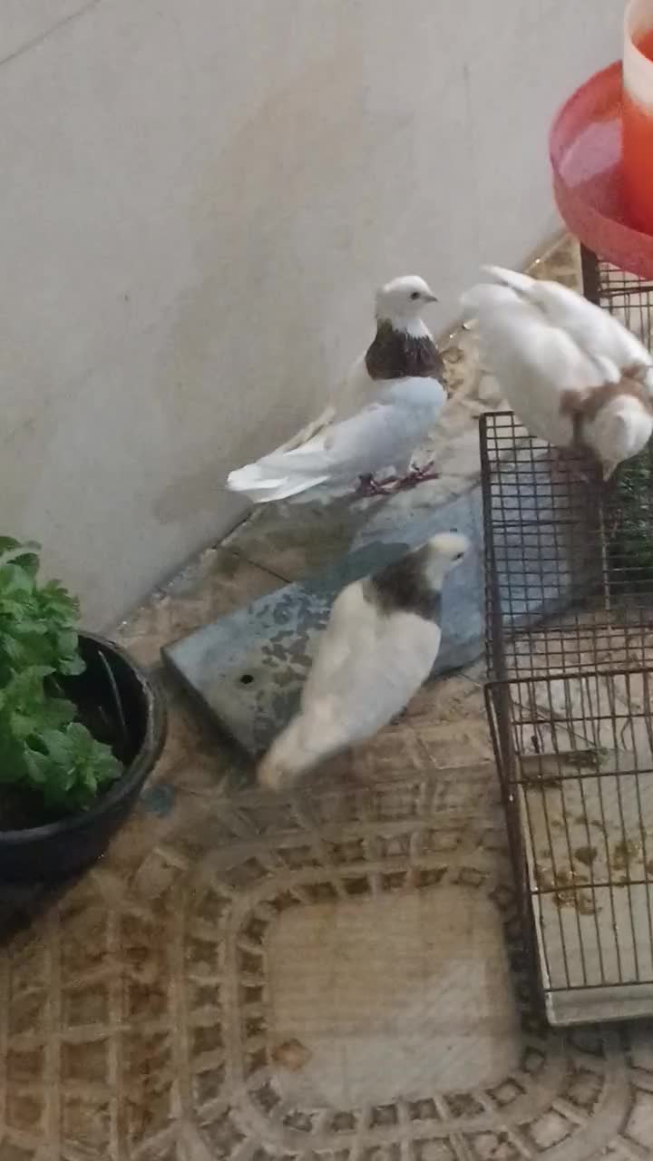 طوقی|پرنده|بهبهان, |دیوار